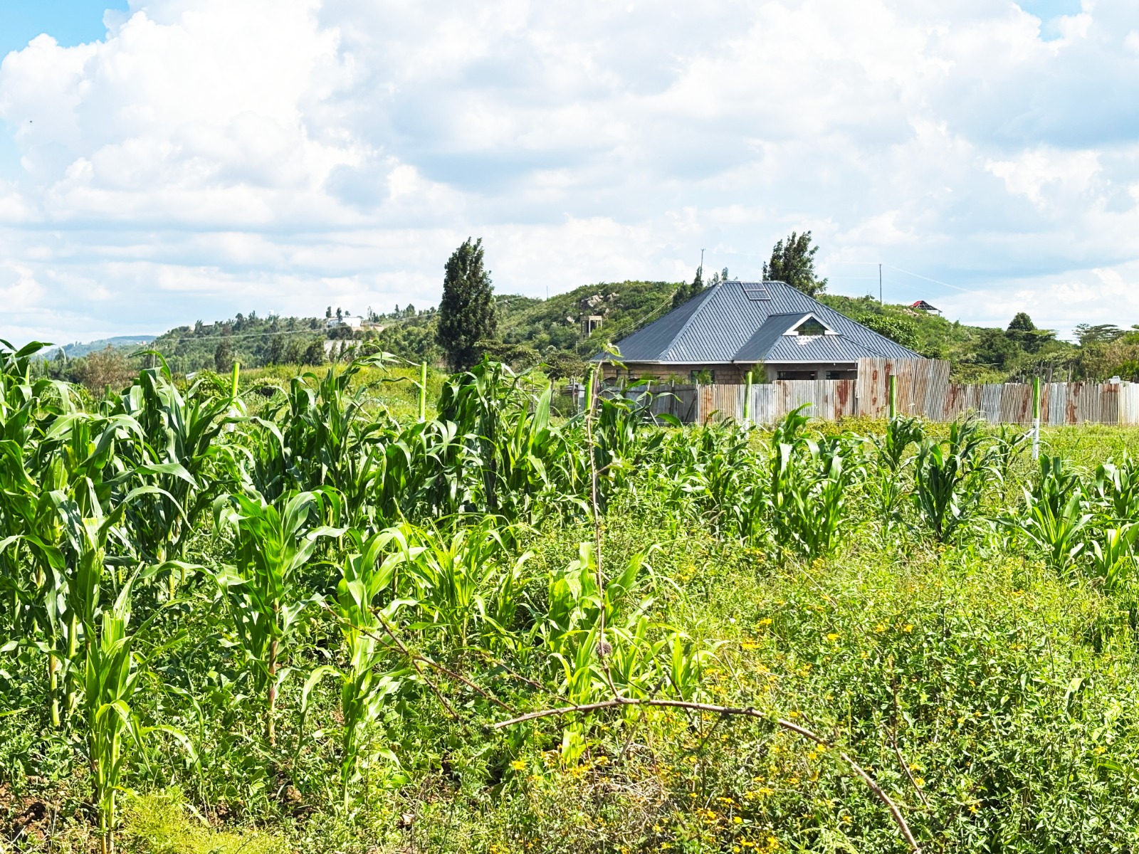 Prime Residential Plots For Sale Kikuyu, Kamangu (ndiguini Area)