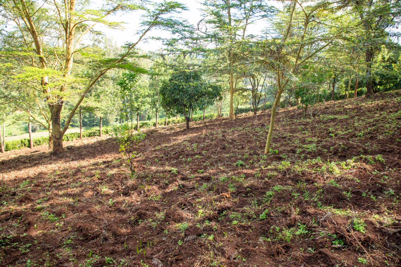Prime 2-acre Residential Land For Sale In Ngong – Matasia