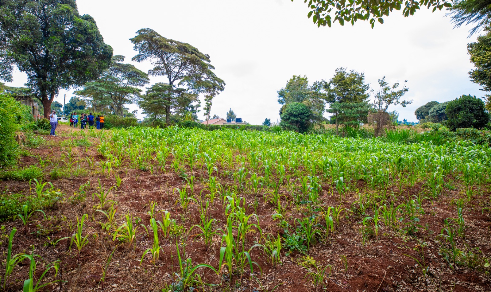 Prime Residential Plot For Sale In Kikuyu 0ndiri