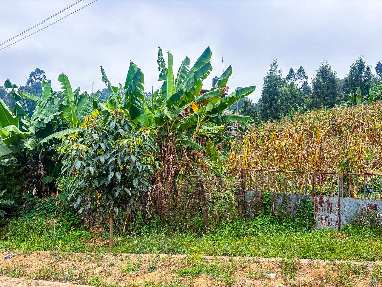 Prime 50×100 Plot For Sale In Kikuyu Kinoo( Muthiga)