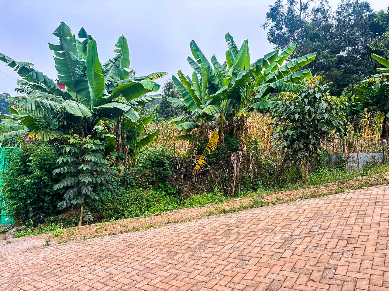 Prime 50×100 Plot For Sale In Kikuyu Kinoo( Muthiga)